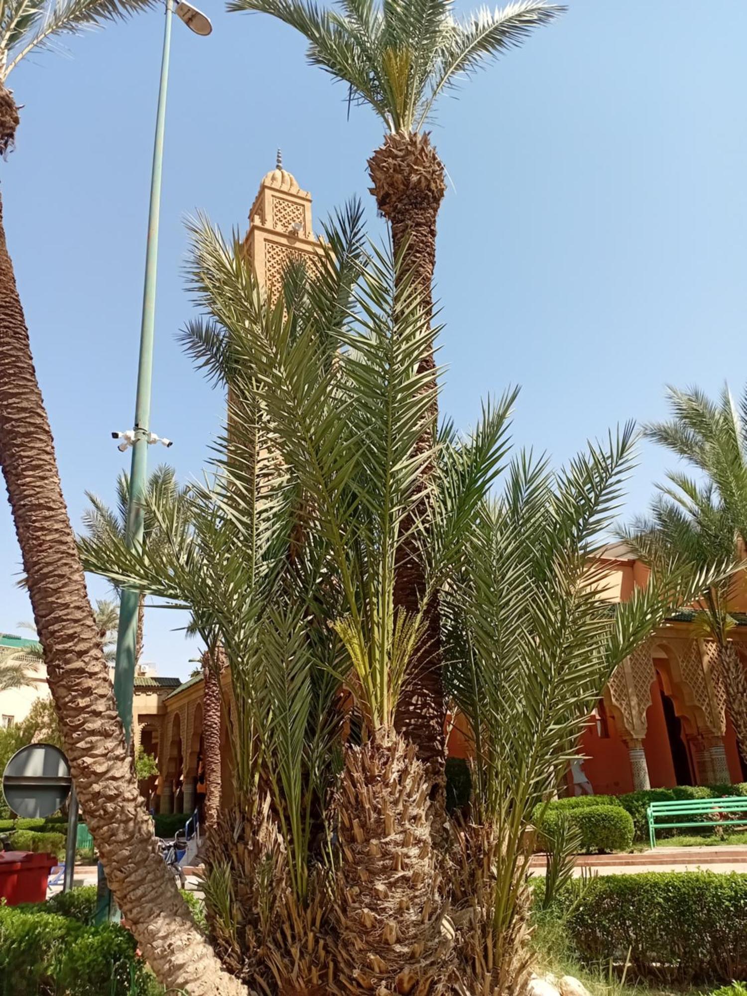 Riad Le Shams Marrákes Kültér fotó